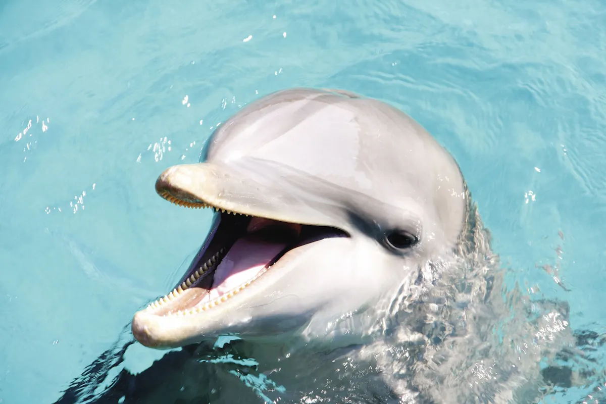 Xel-Ha Light Park ticket with transfer