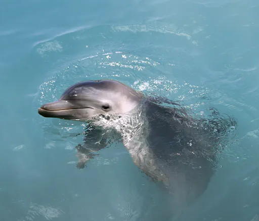 Xel-Ha Light Park ticket with transfer