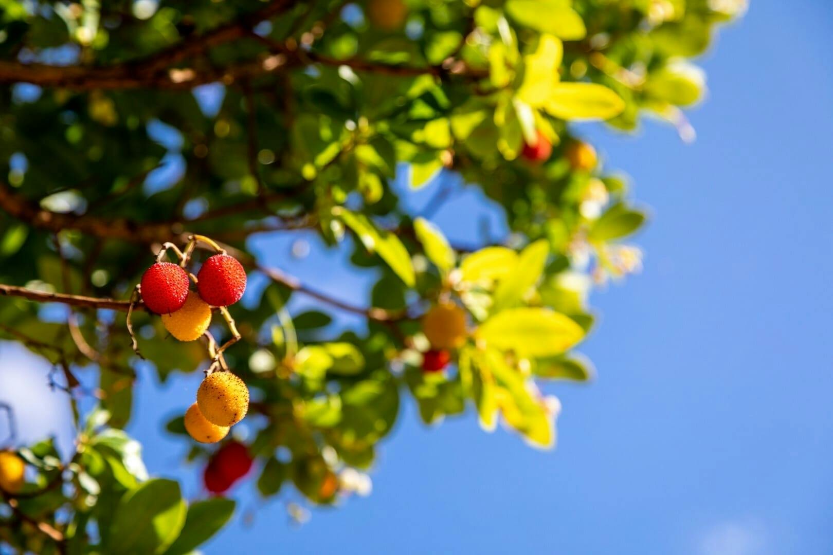 Algarve 4x4 Off-road Safari