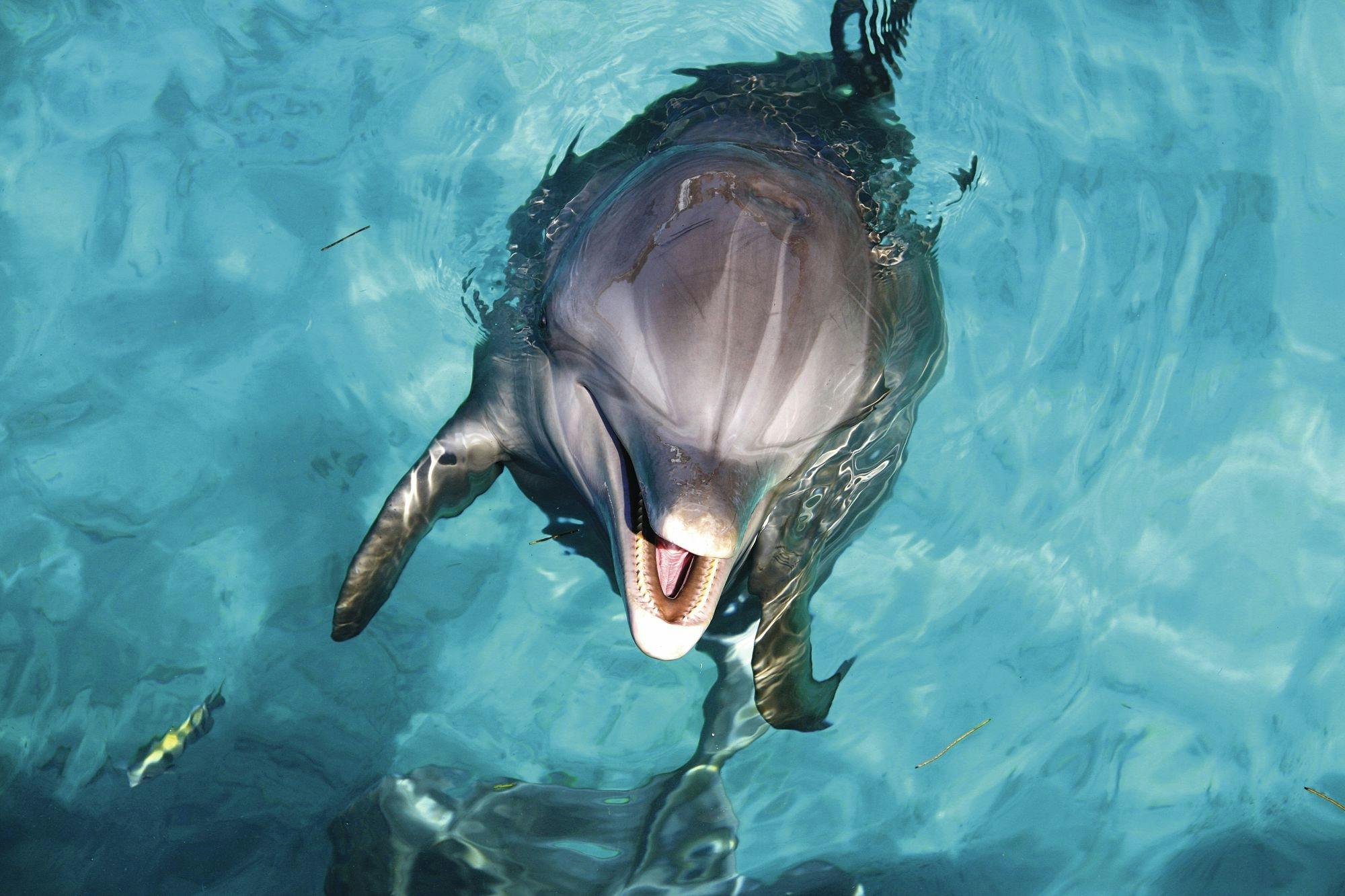 Delphinus dolphin experiences