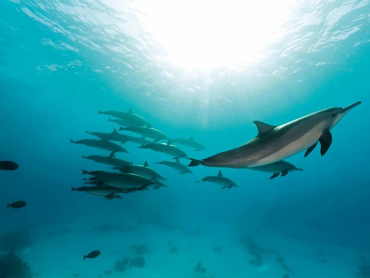 Delphinus Xelha Dolphin Trainer Experience