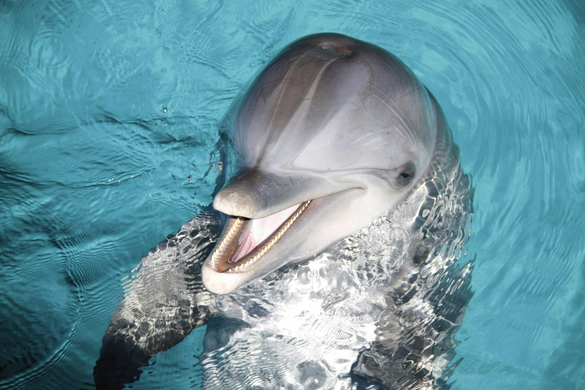 Delphinus dolphin experiences