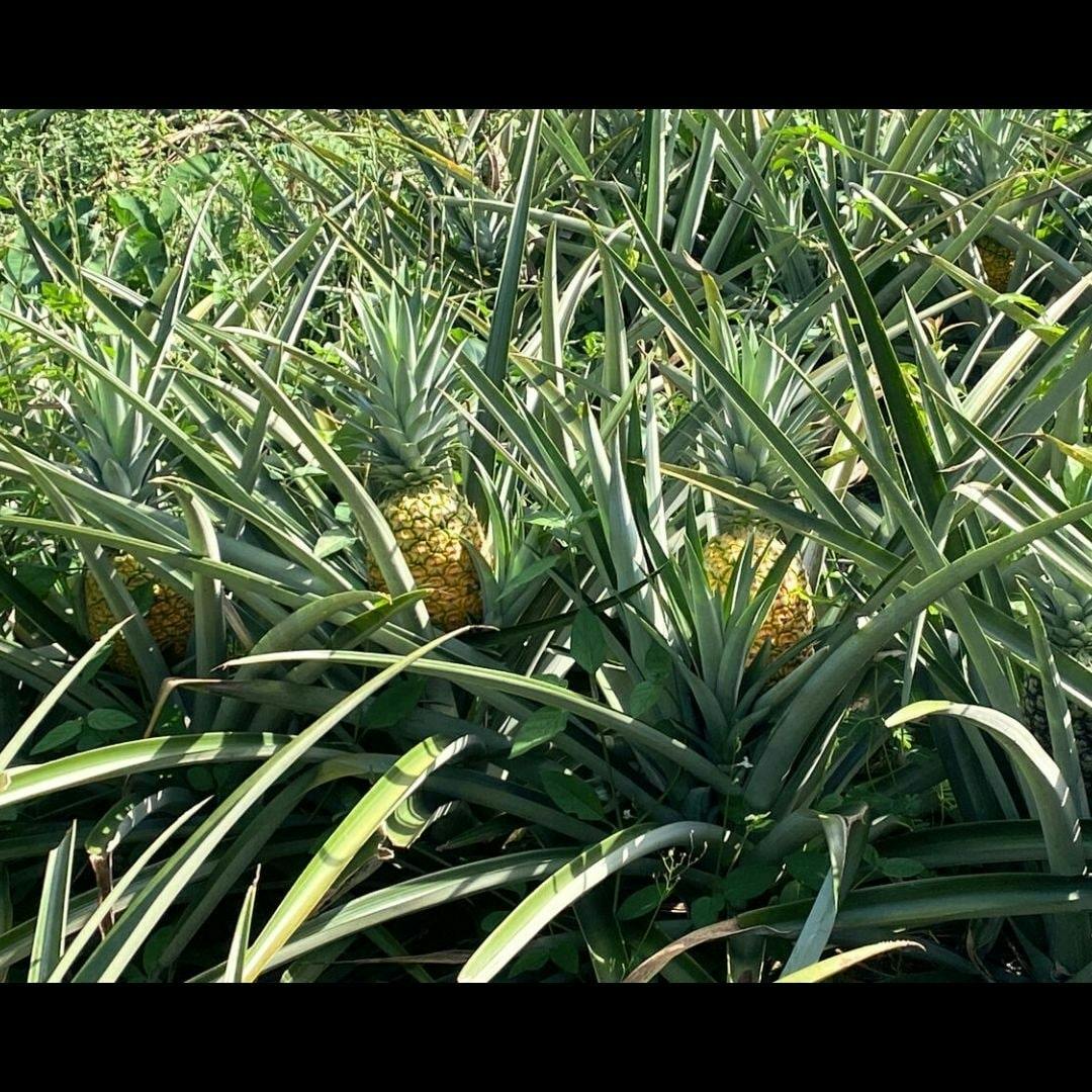 Costa Rica flavours and nature experience