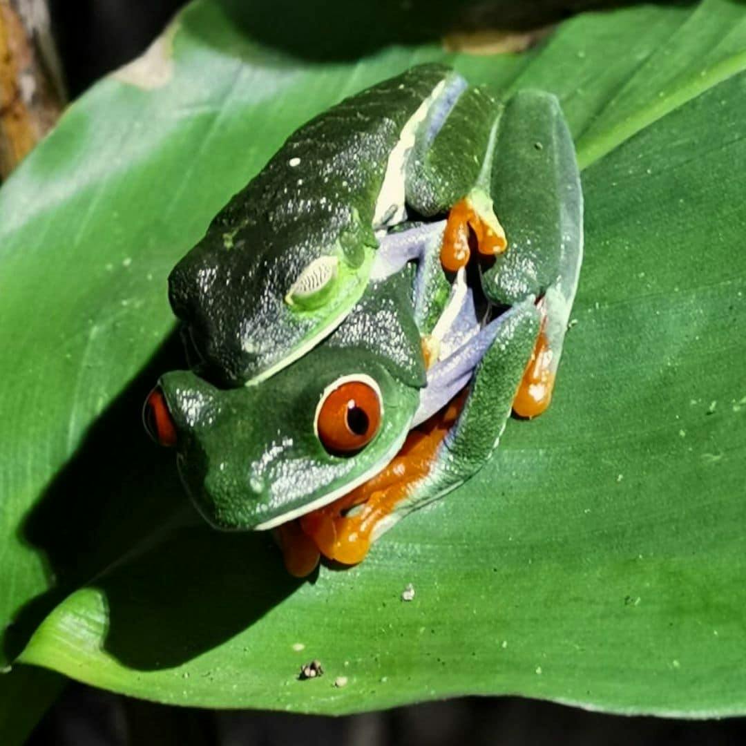 Costa Rica flavours and nature experience