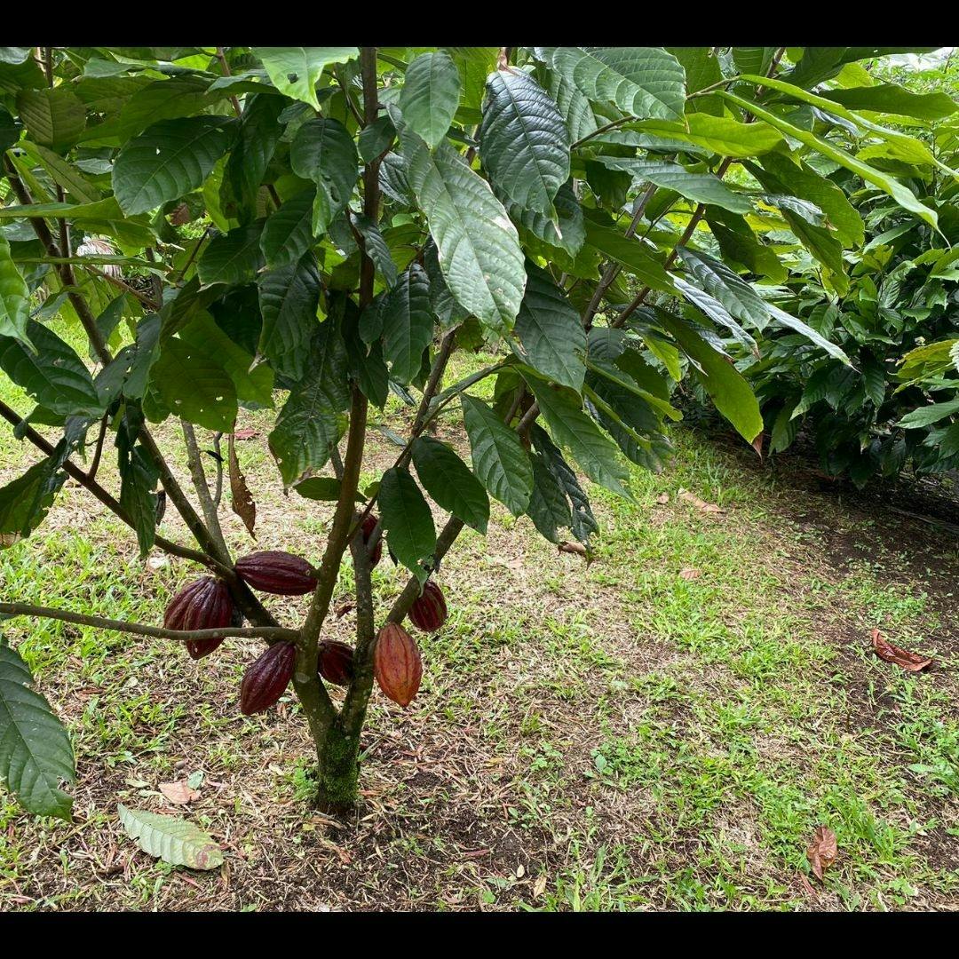 Costa Rica flavours and nature experience