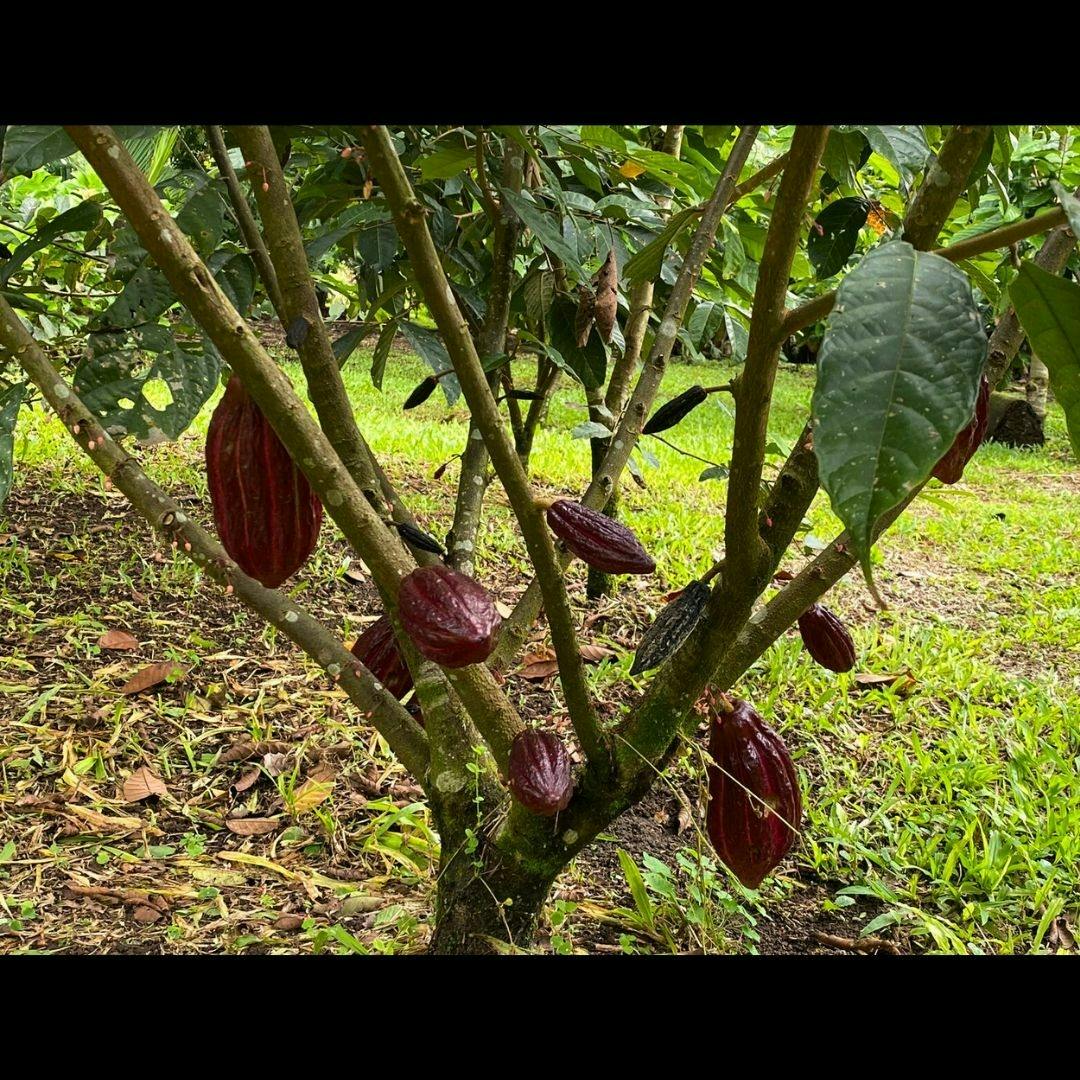 Costa Rica flavours and nature experience