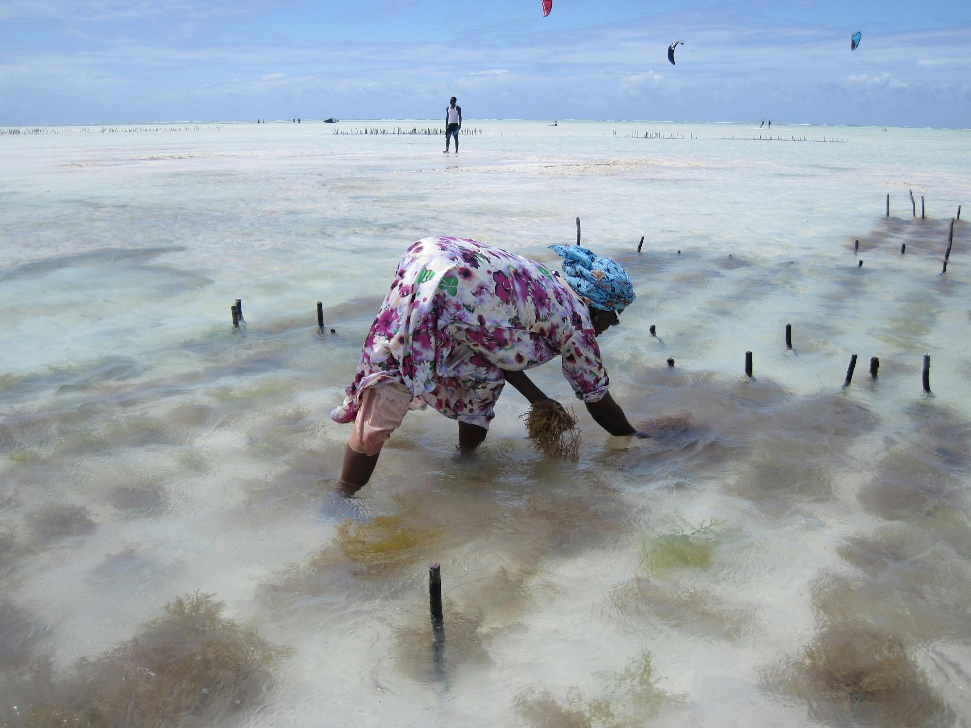 Zanzibar culture and traditions private tour with seaweed centre visit