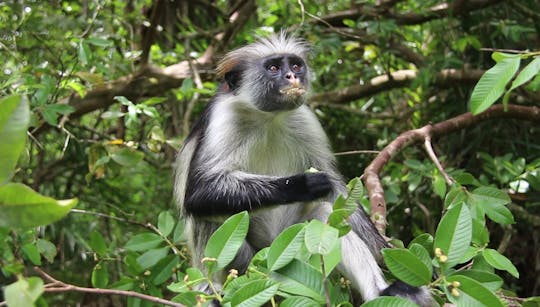 Zanzibar Jozani Forest, cave and village adventure private tour