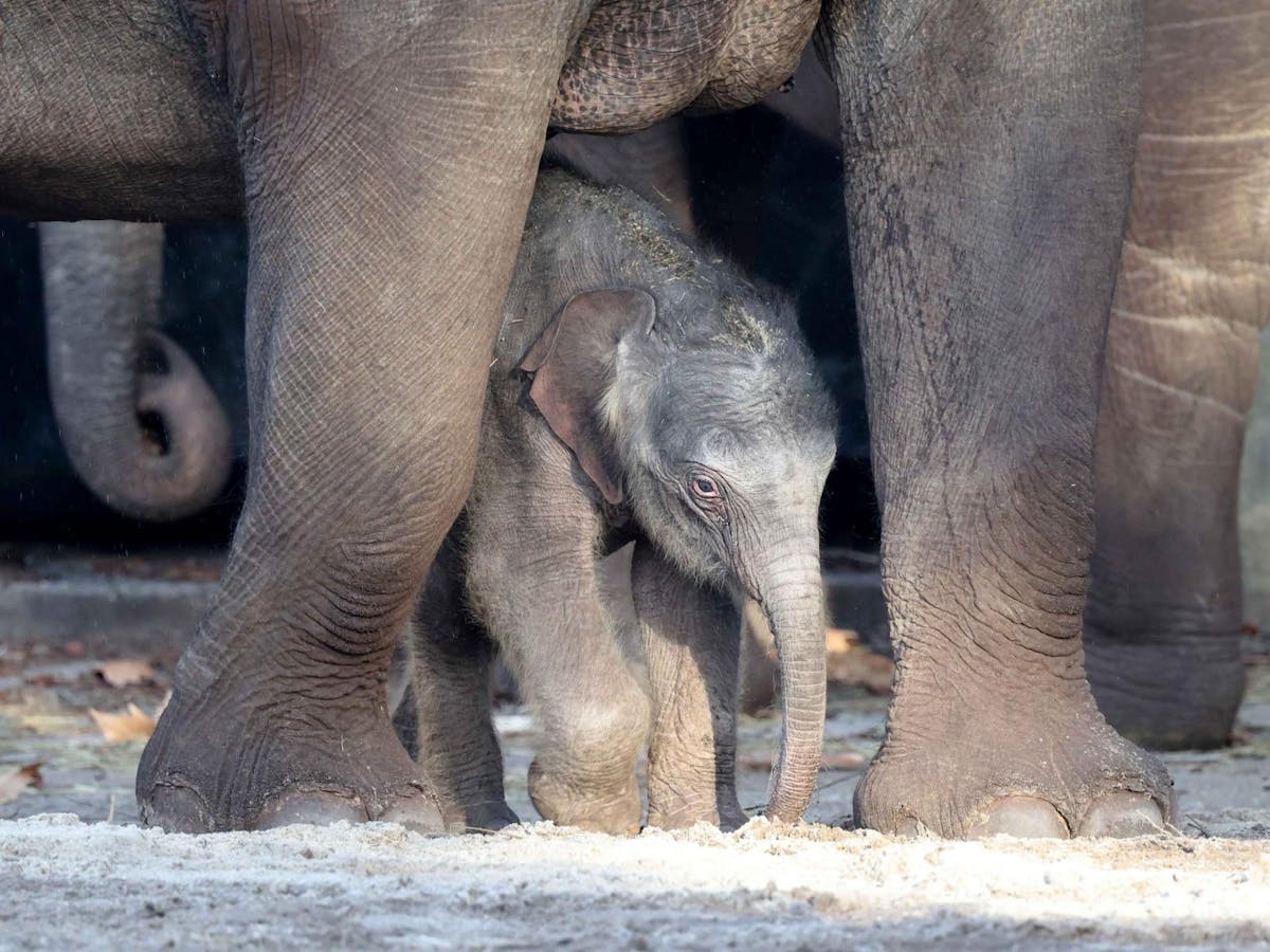 ARTIS entreebewijs dierentuin