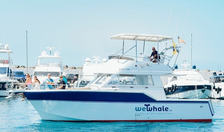 Gran Canaria dolphin watching morning experience