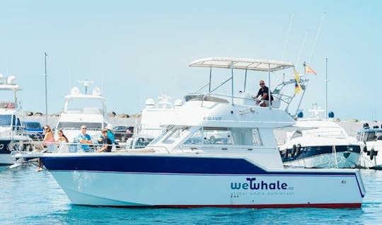 Gran Canaria dolphin watching morning experience