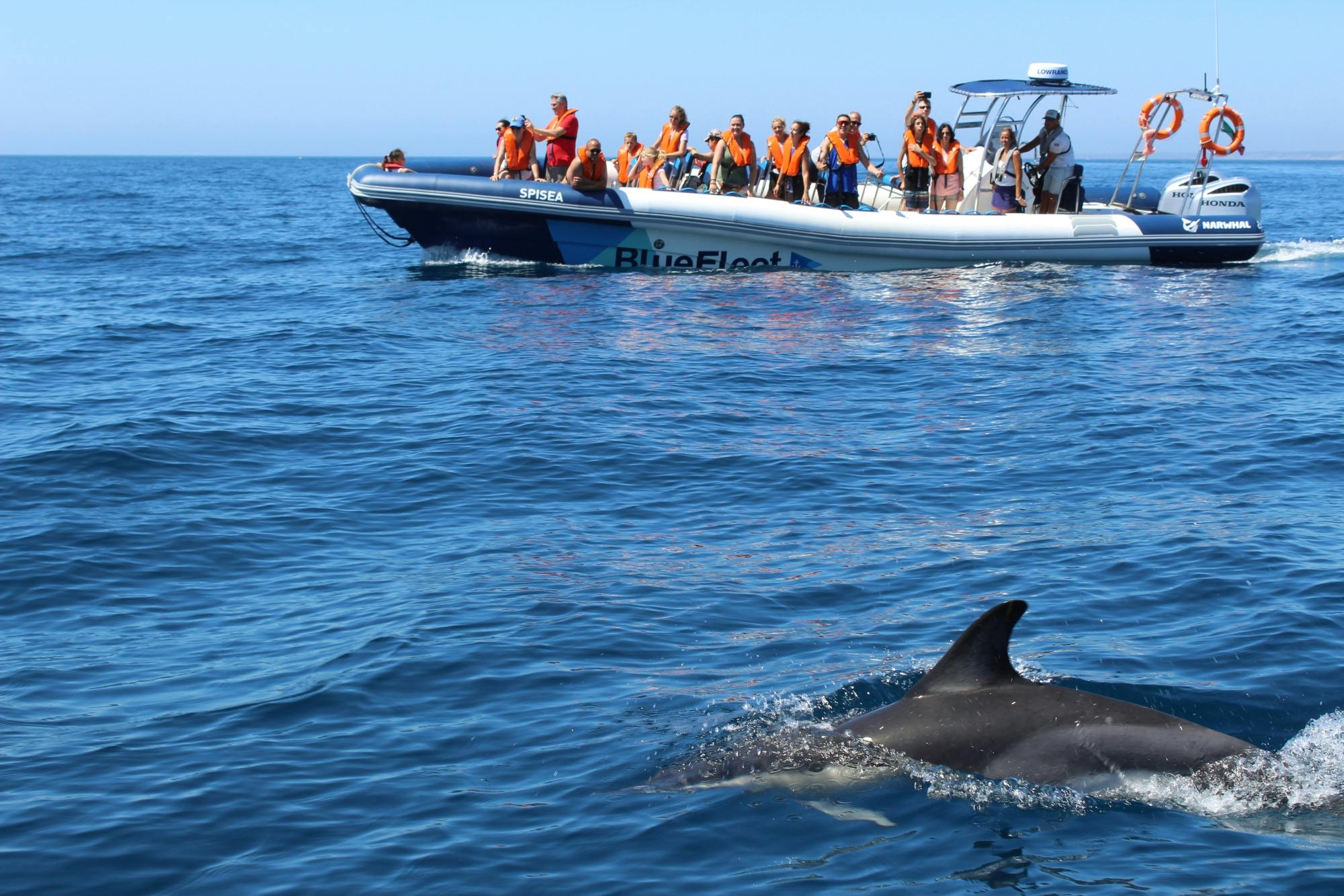 Dolphin spotting guided tour by boat from Lagos