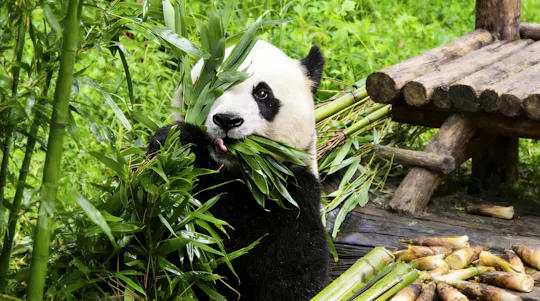 Private Führung zum Himmelstempel, zum Panda-Haus und zum Sommerpalast