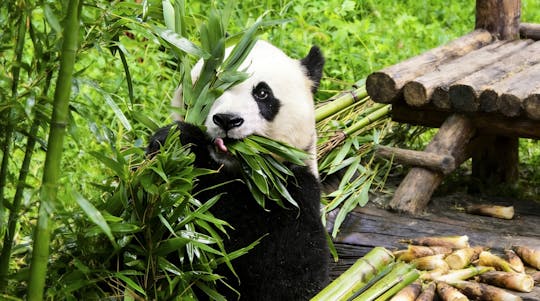 Private Führung zum Himmelstempel, zum Panda-Haus und zum Sommerpalast