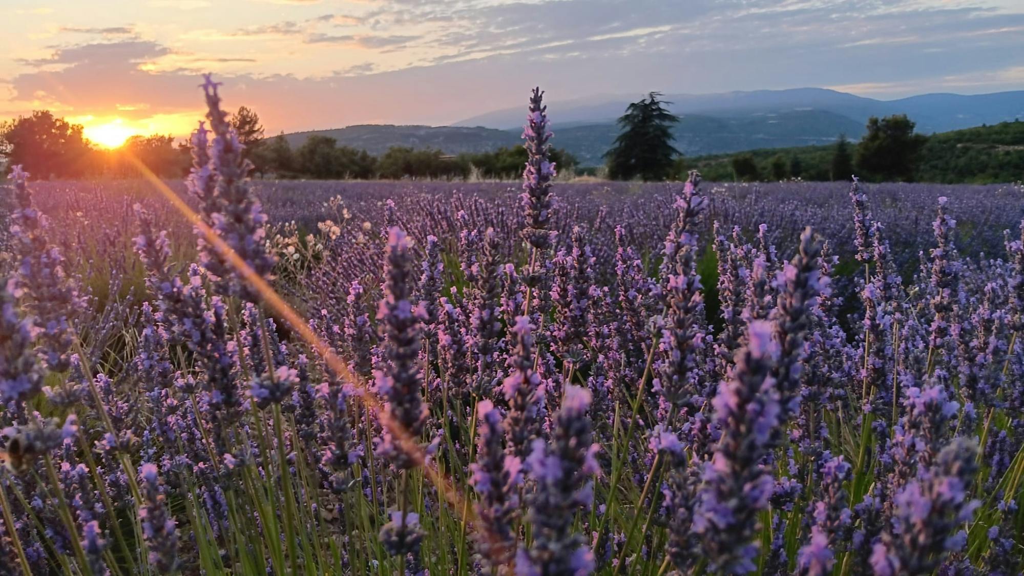 Geführte Lavendeltour mit Tourguide bei Sonnenuntergang ab Aix-en-Provence