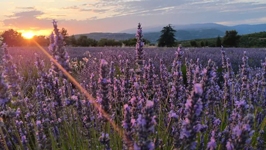 Visita guiada a los campos de lavanda al atardecer desde Aix-en-Provence