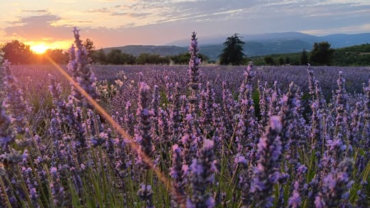 Geführte Lavendeltour mit Tourguide bei Sonnenuntergang ab Aix-en-Provence