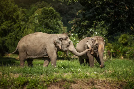 Feed Me experience at Elephant Jungle Sanctuary in Phuket