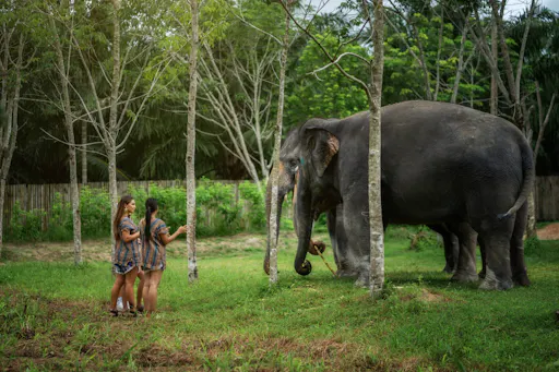 Feed Me experience at Elephant Jungle Sanctuary in Phuket