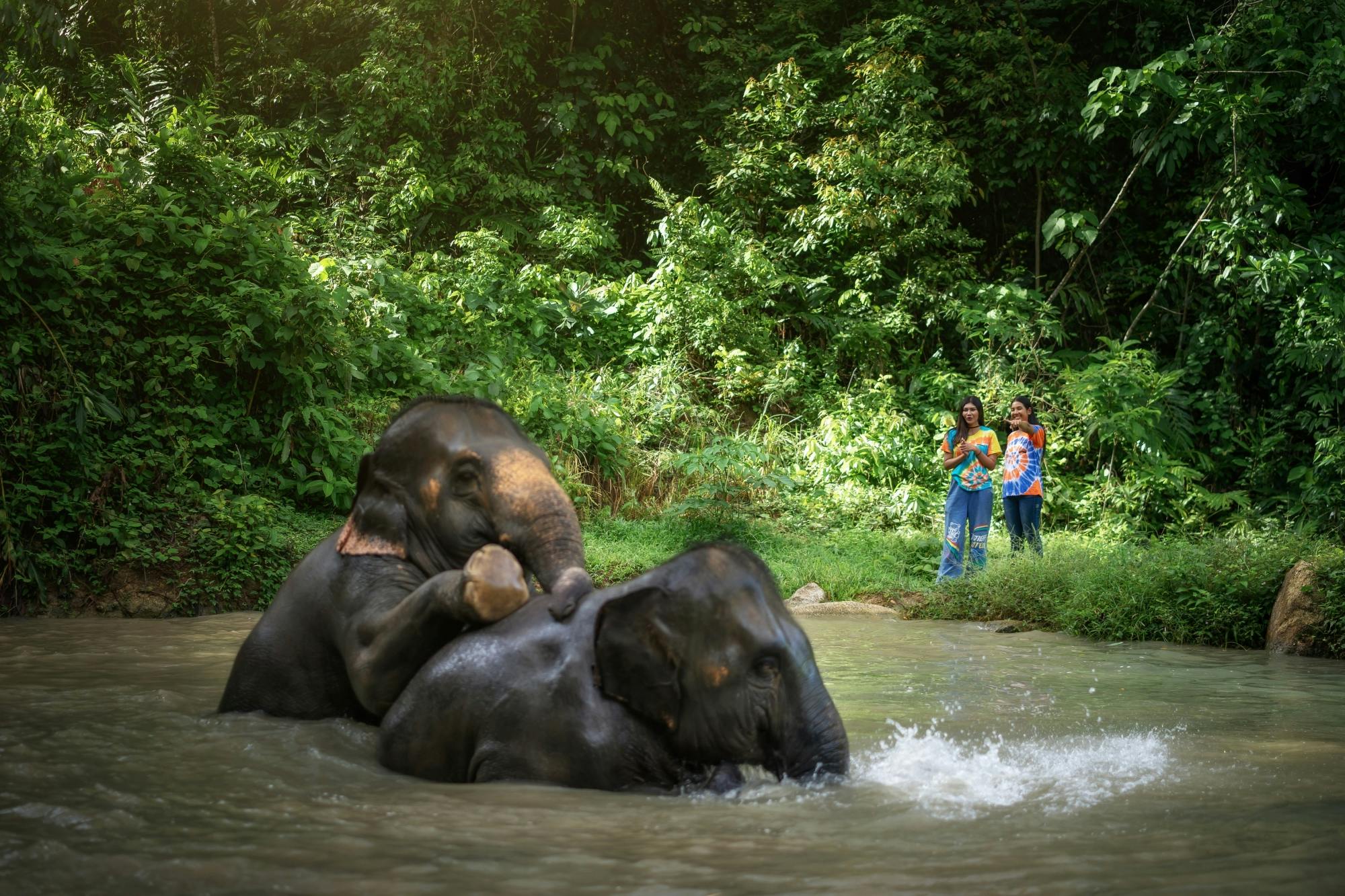 Feed Me experience at Elephant Jungle Sanctuary in Phuket