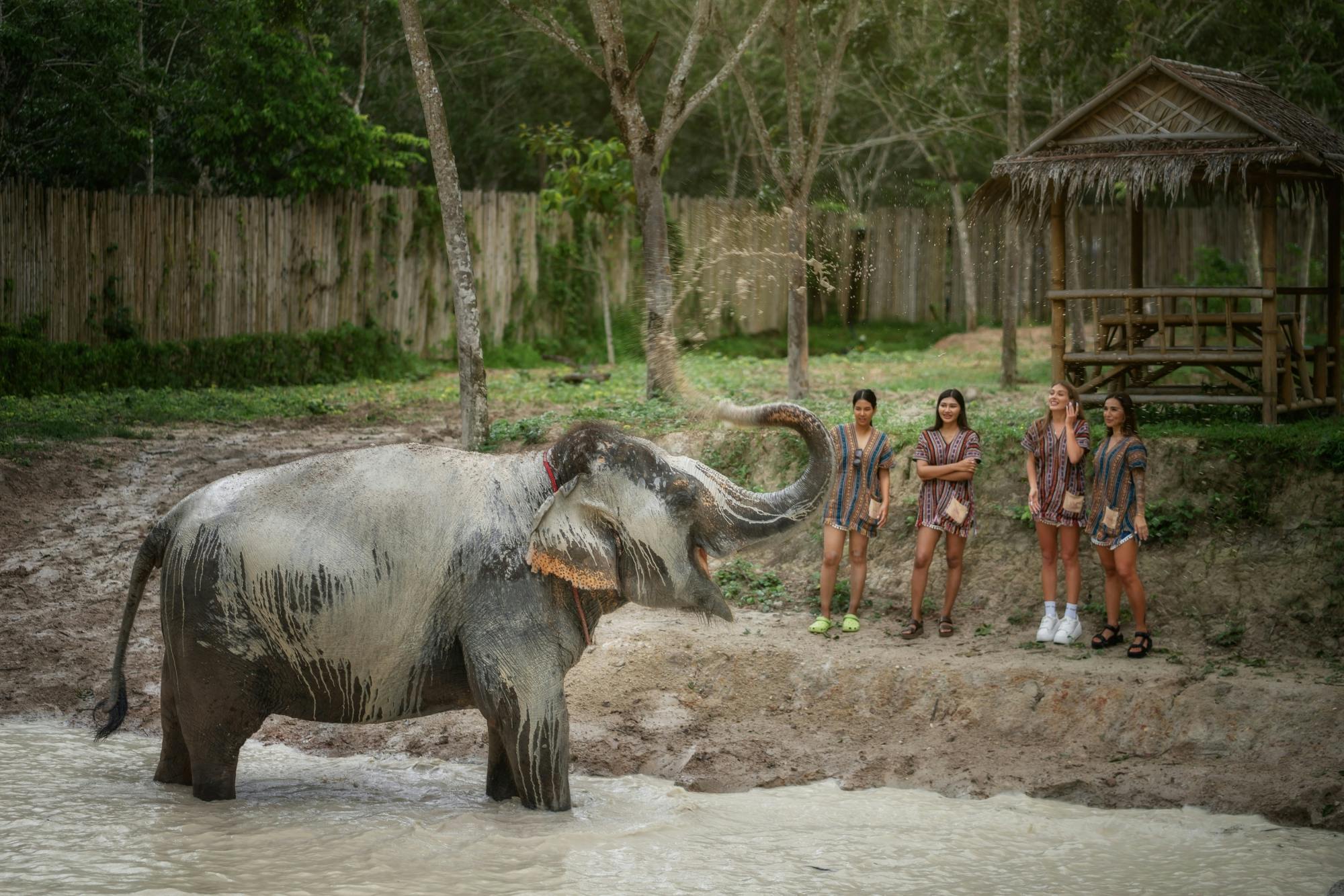 Feed Me experience at Elephant Jungle Sanctuary in Phuket