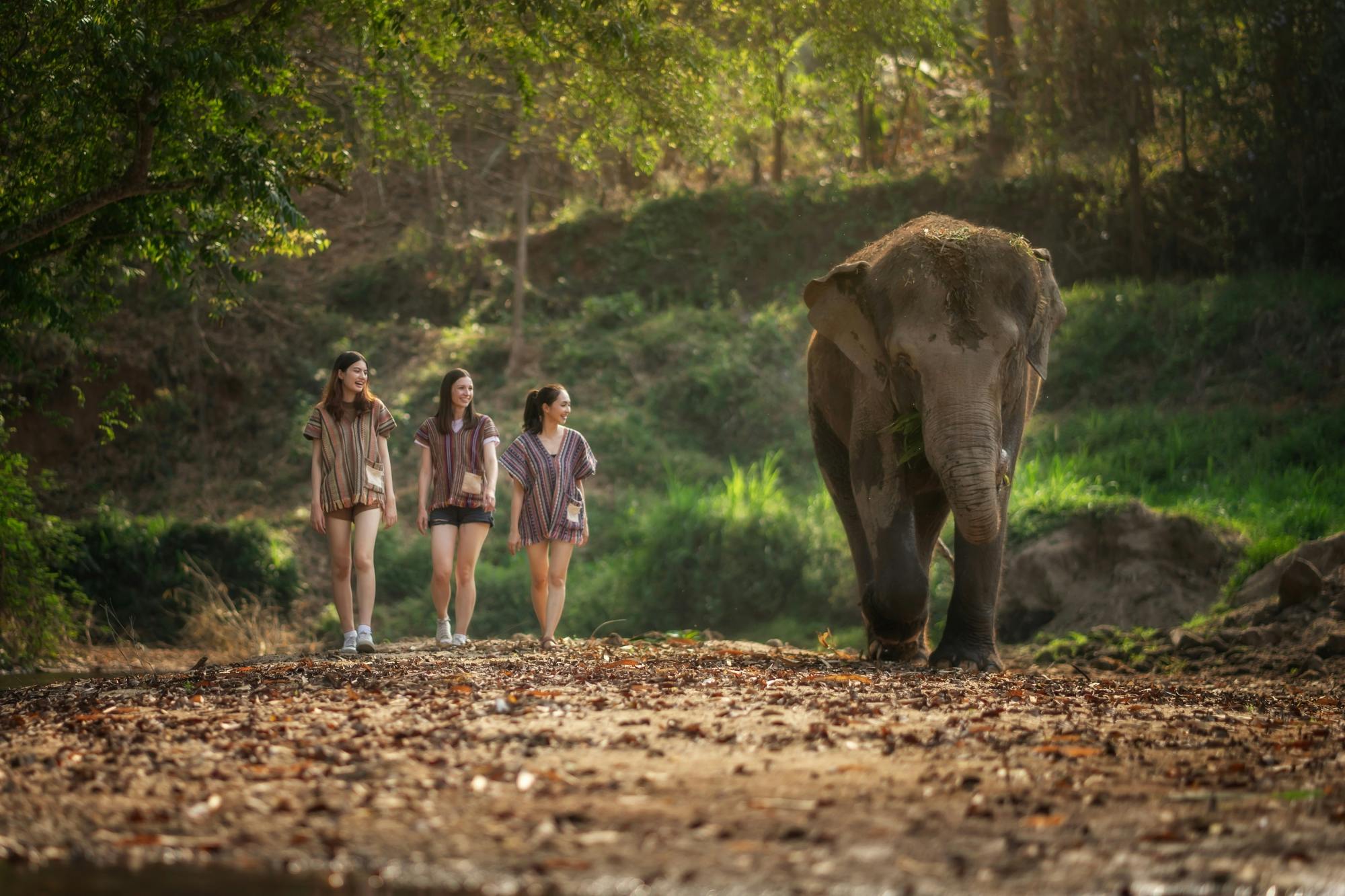 Feed Me experience at Elephant Jungle Sanctuary in Phuket