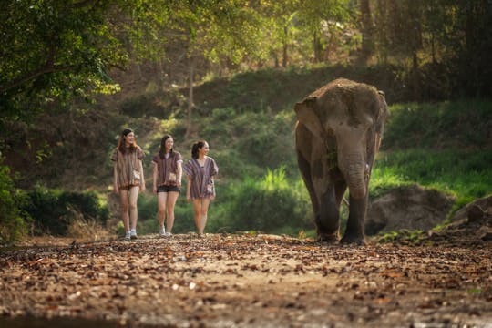 Esperienza Feed Me al santuario della giungla degli elefanti a Phuket
