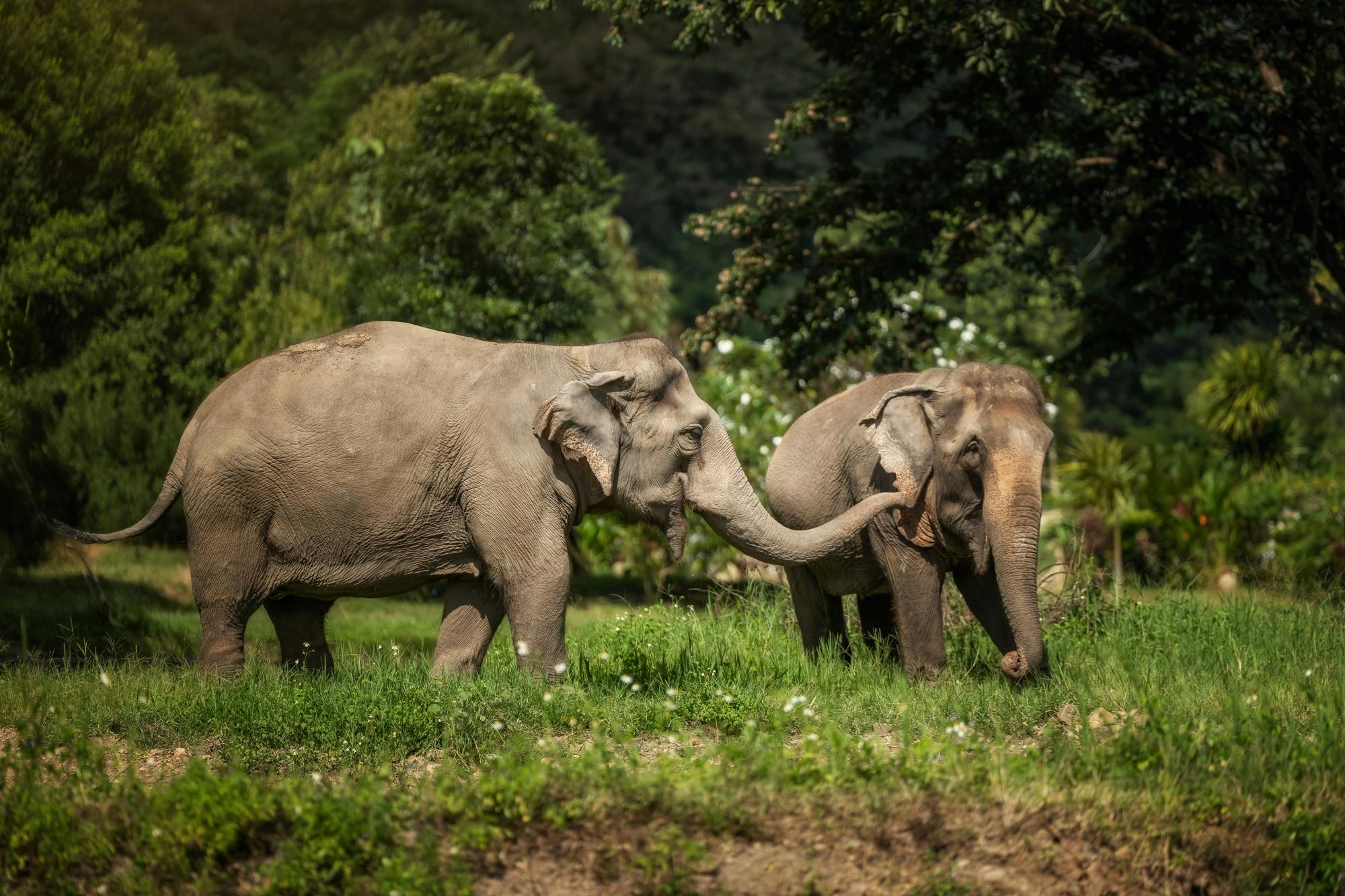 Feed Me experience at Elephant Jungle Sanctuary in Phuket