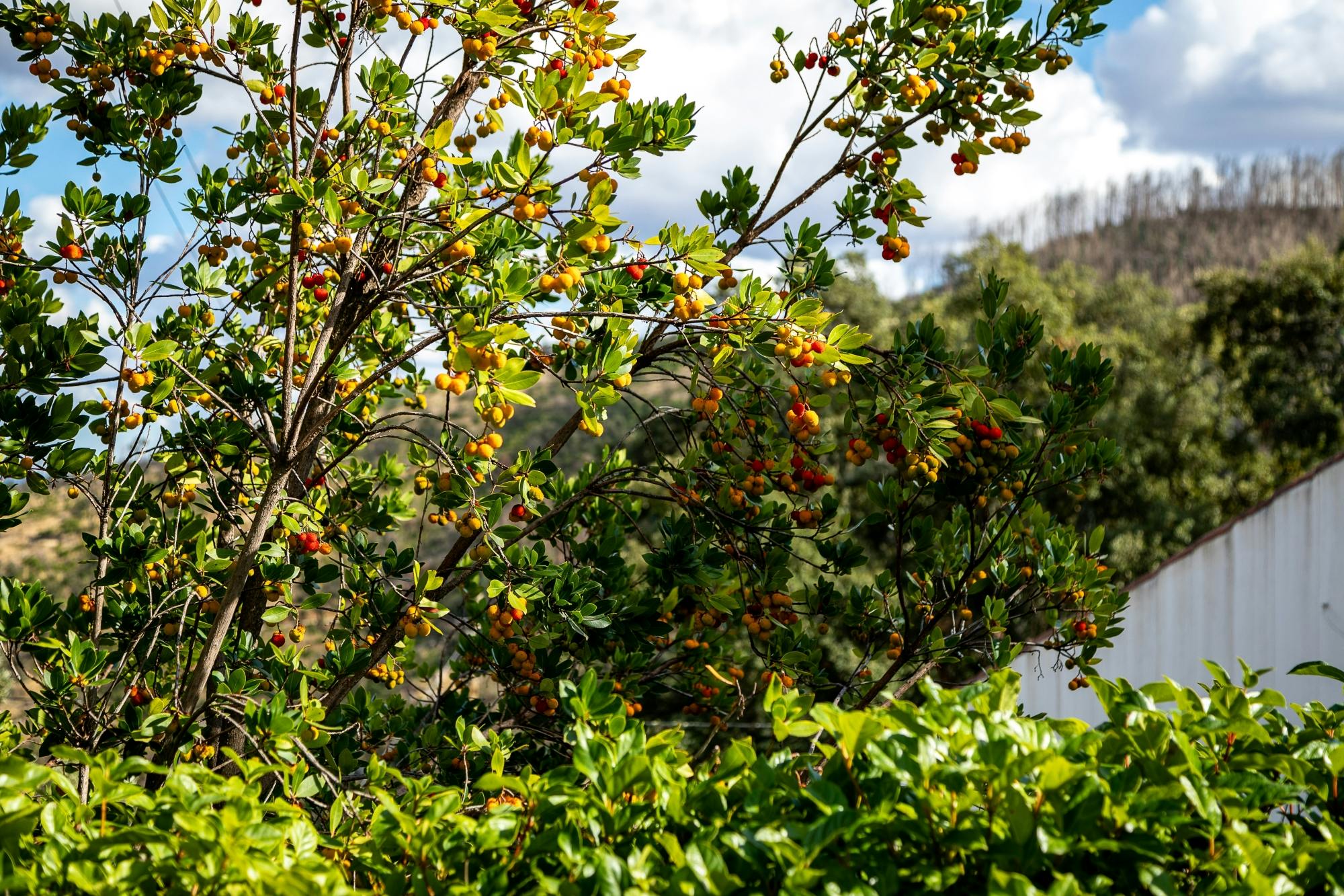 Algarve Villages 4x4 Safari Tour