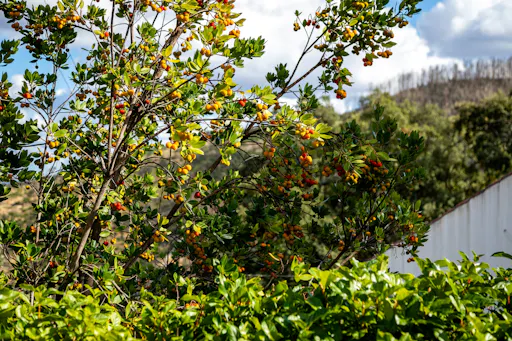 Algarve Villages 4x4 Safari Tour