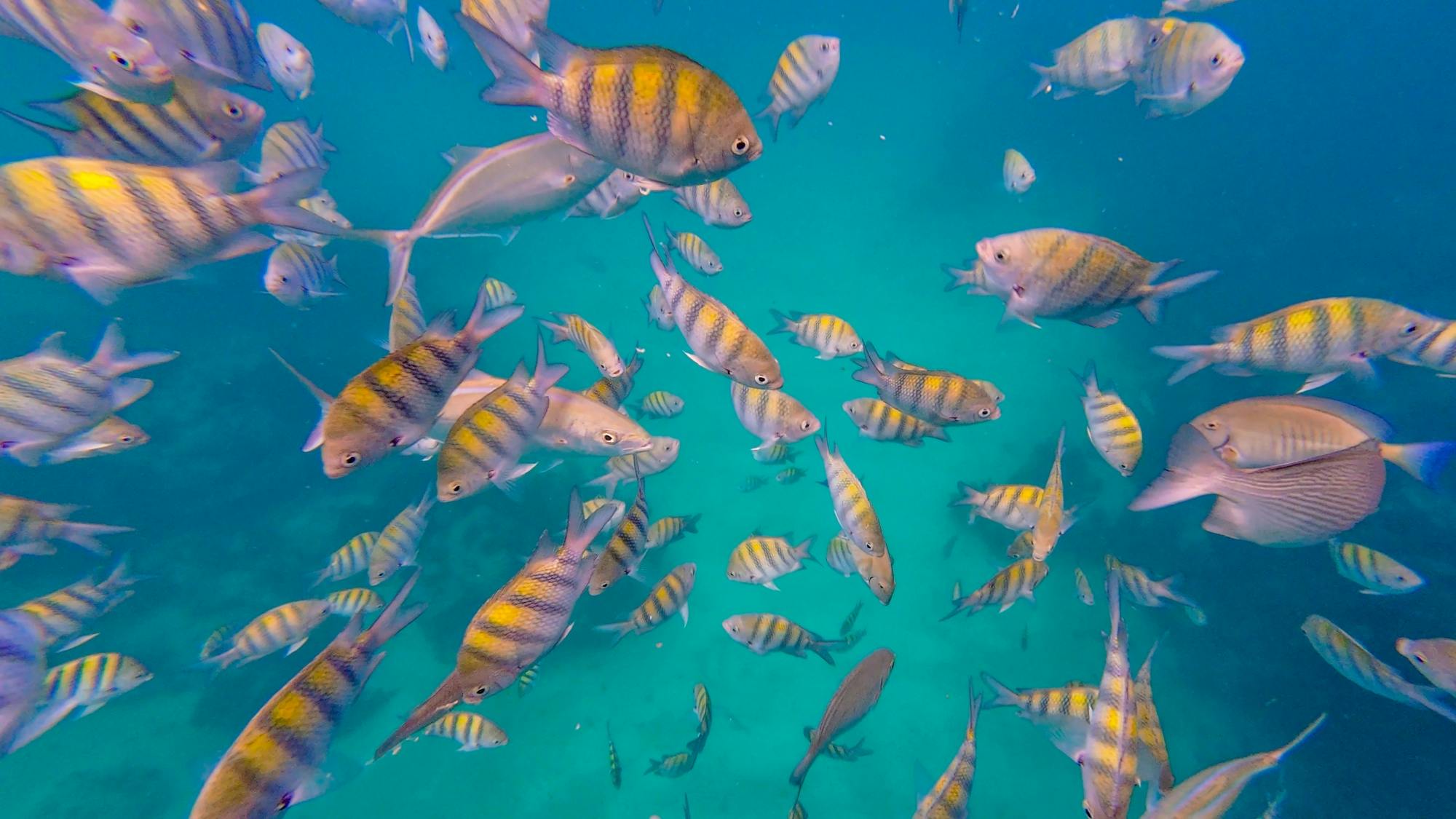 Punta Cana full-day tour with catamaran cruise and Monkeyland visit