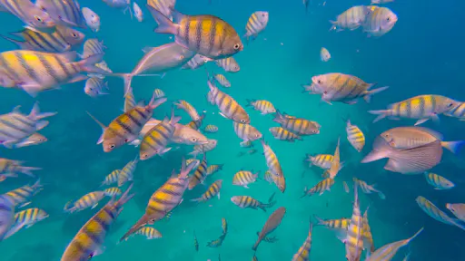 Punta Cana full-day tour with catamaran cruise and Monkeyland visit