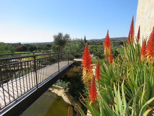 Anogyra village tour with traditional Cypriot food production