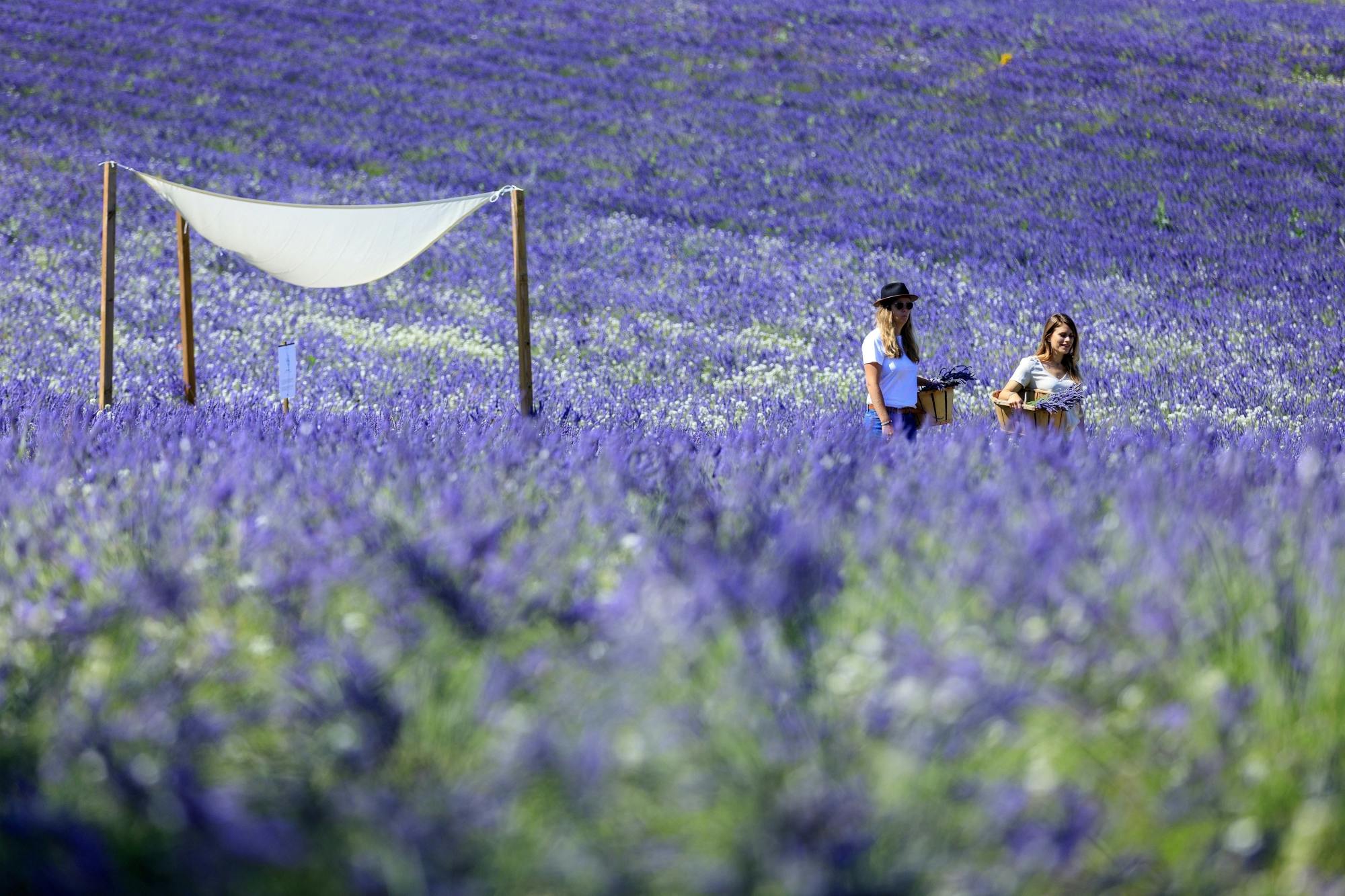 Visite d'un champ de lavande à Aix-en-Provence