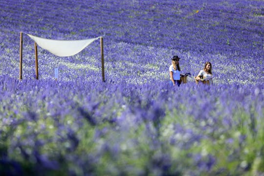 Visite d'un champ de lavande à Aix-en-Provence