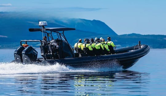 Mostraumen fjorden safari tour in een premium RIB boot