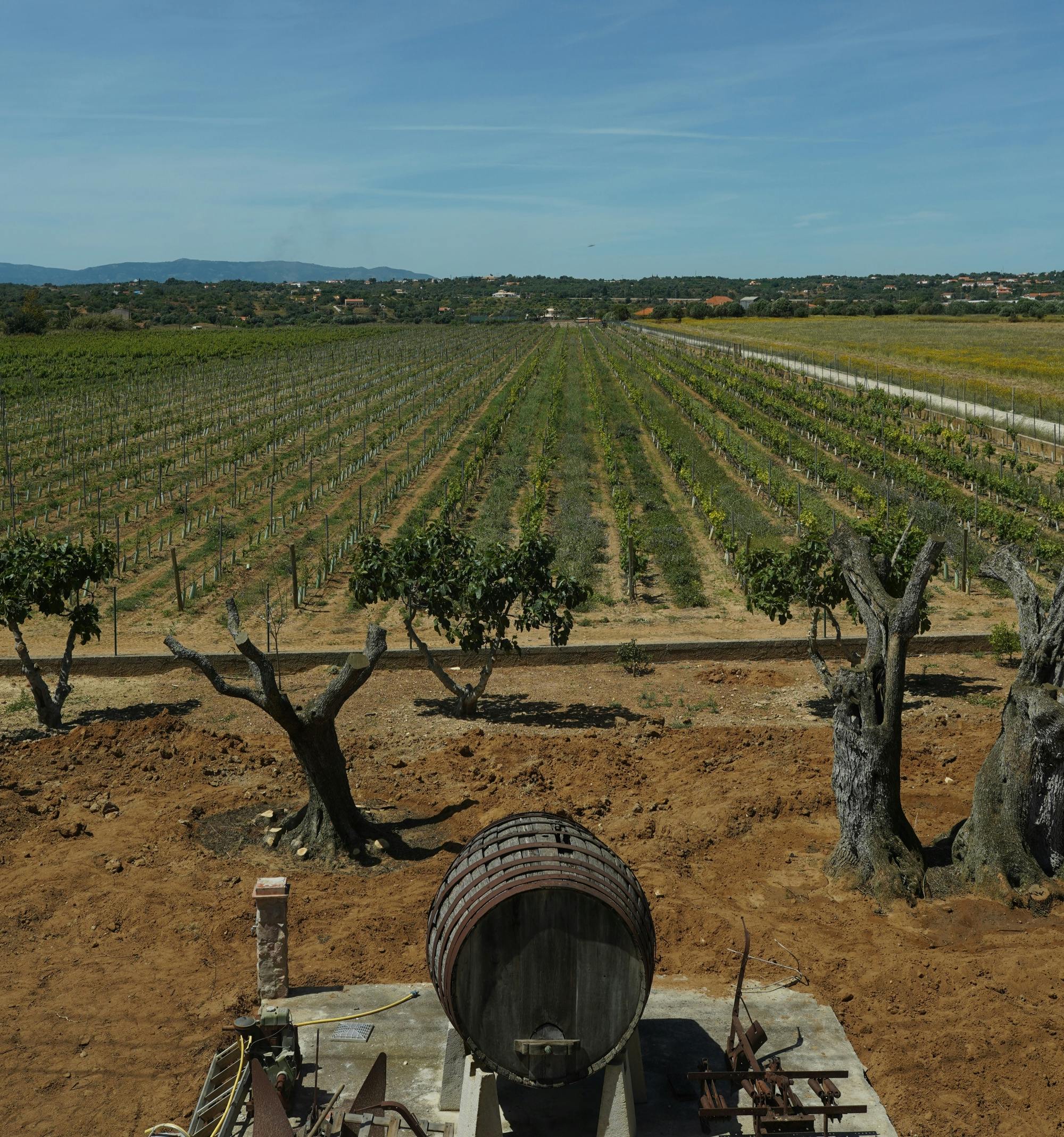 Algarve coastal tour with wine-tasting