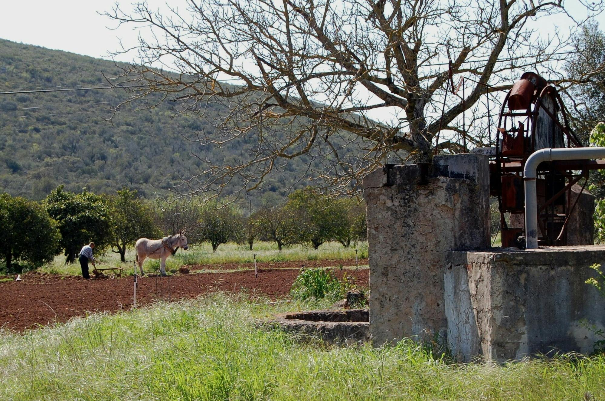 Traditional Algarve tour