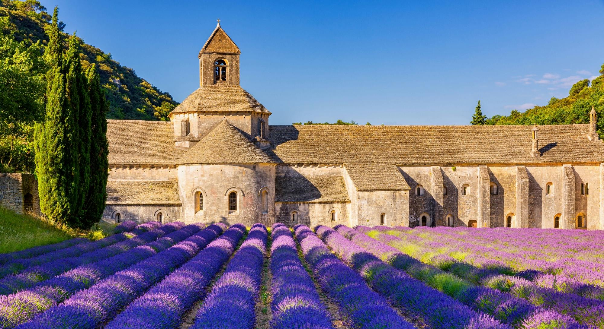 Sault lavender fields full-day guided tour from Avignon