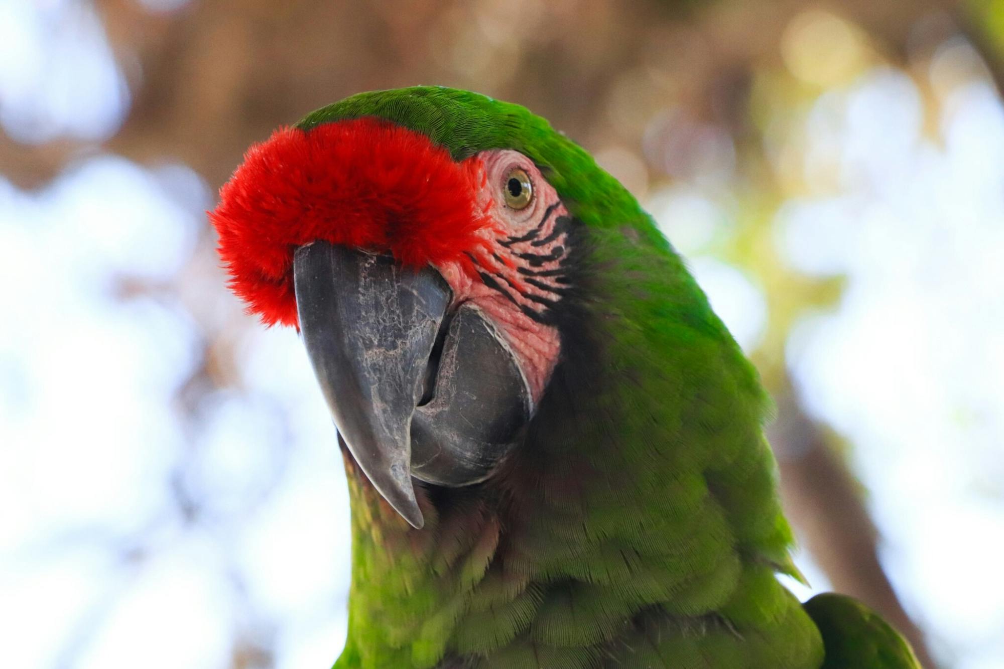 Full-day Ultimate Pass adventure at Wild Canyon in Los Cabos