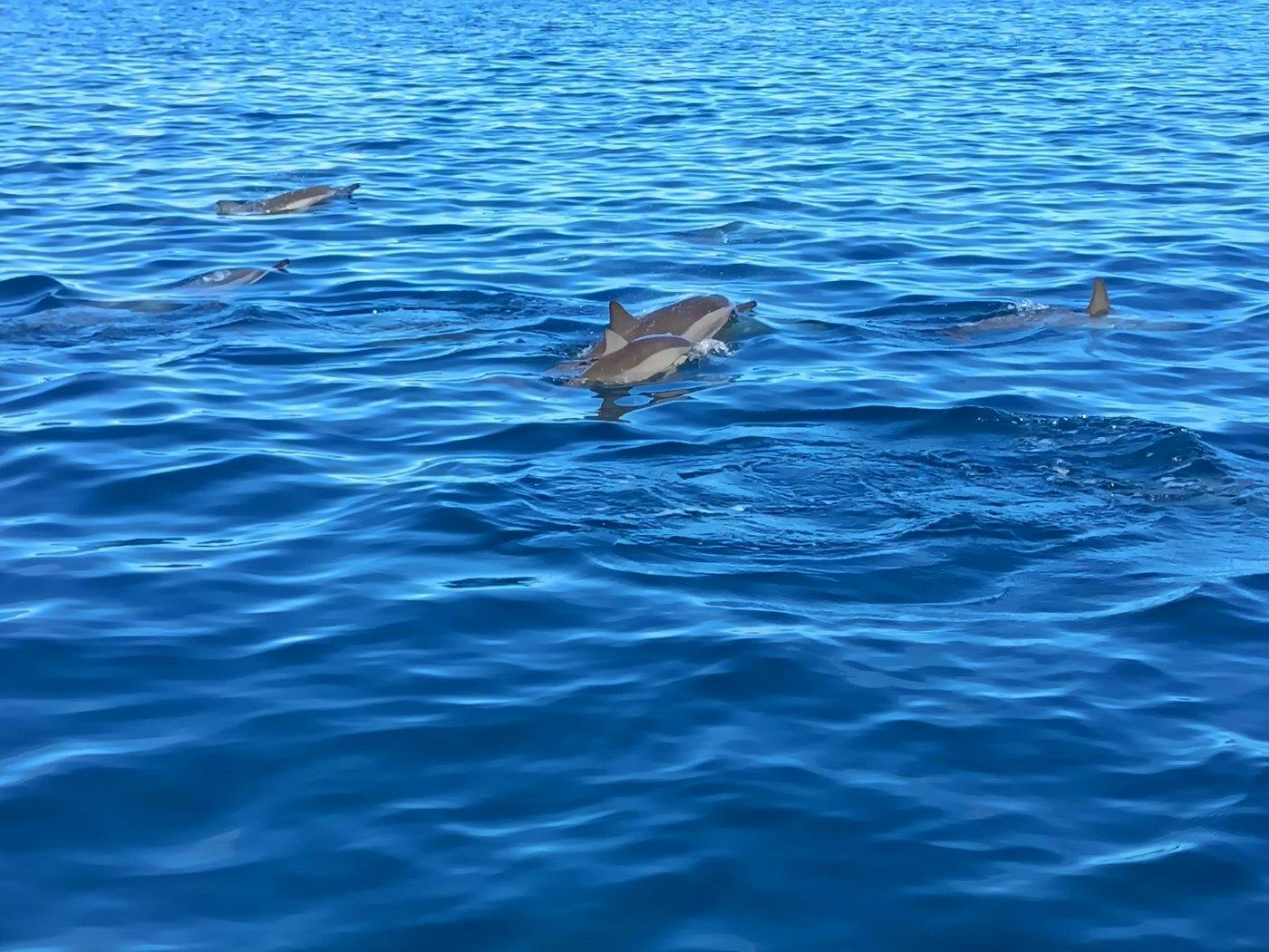 Mauritius - wycieczka łodzią motorową w poszukiwaniu delfinów
