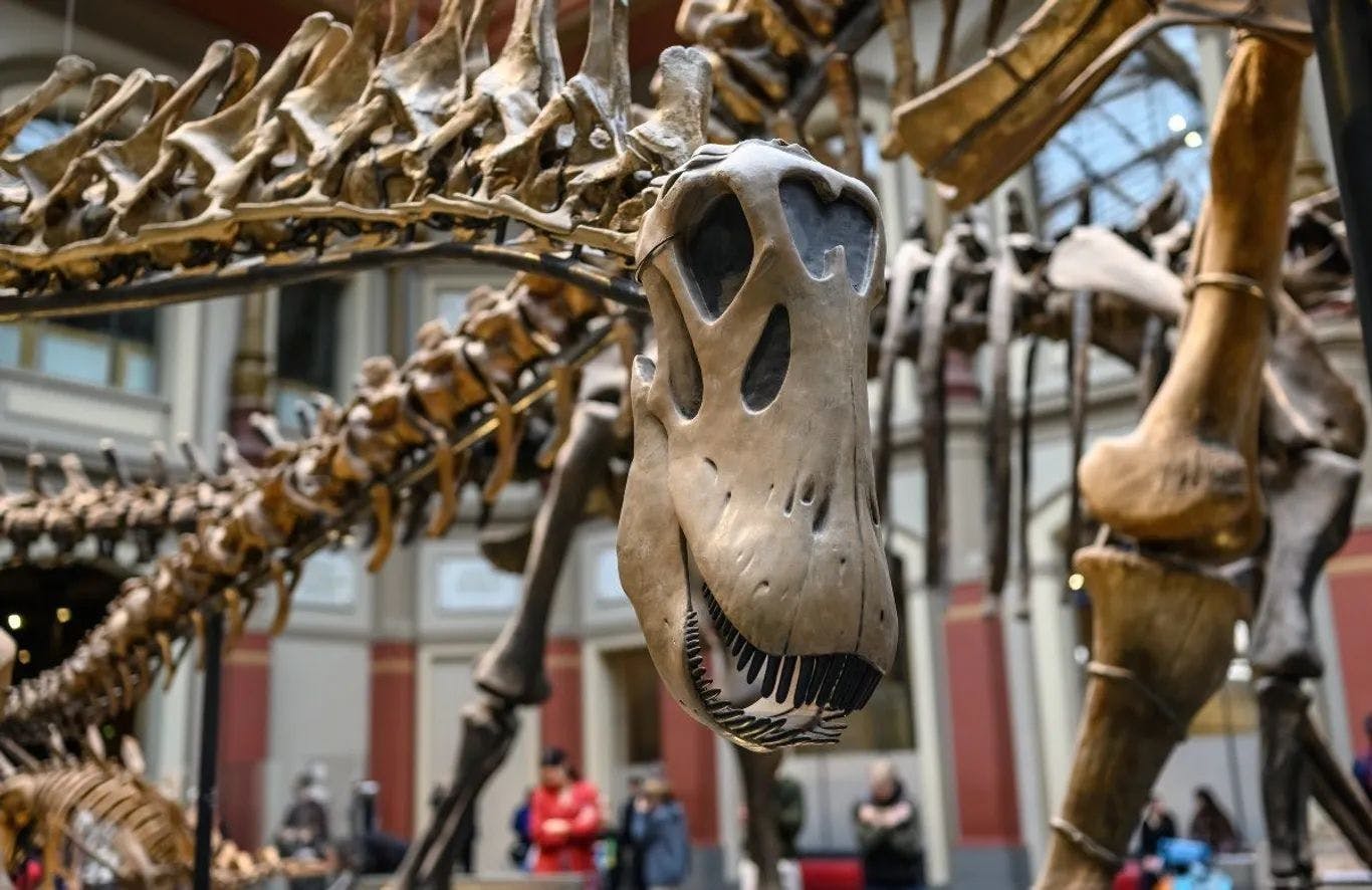 Berlin Natural History Museum in-app audio tour