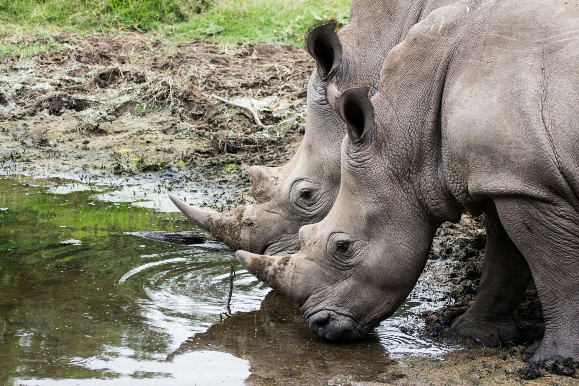 Hluhluwe-iMfolozi Park wildsafari vanuit Durban