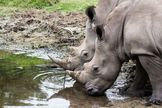 Hluhluwe-iMfolozi Park wildlife safari from Durban