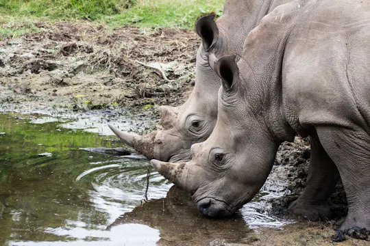 Hluhluwe-iMfolozi Park wildsafari vanuit Durban