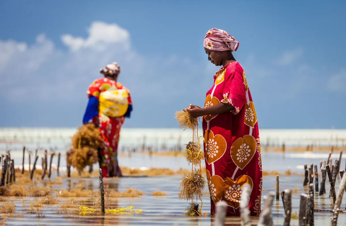 Zanzibar culture and traditions private tour with seaweed centre visit