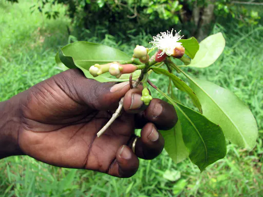 Zanzibar spice farm, cave and village adventure private tour