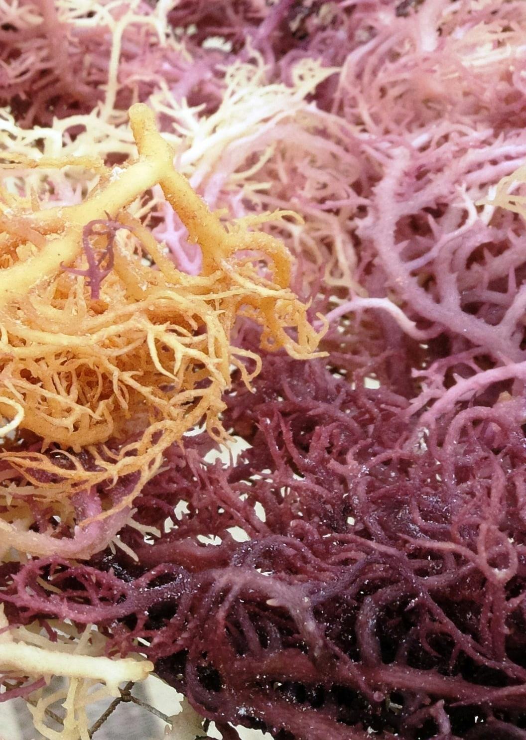 Zanzibar culture and traditions private tour with seaweed centre visit