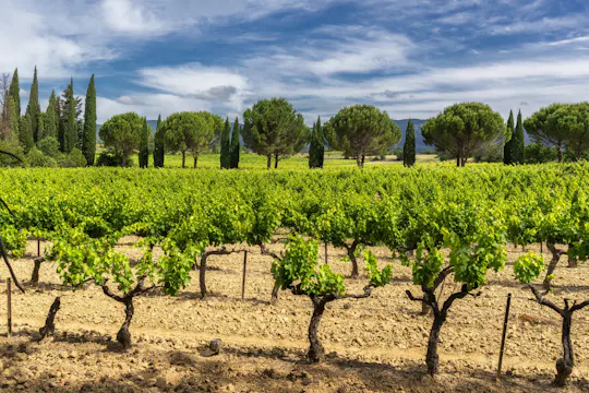 Un assaggio di vini provenzali