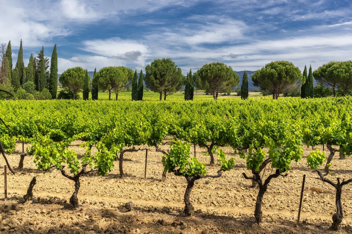 De smaak vanaf de Provence